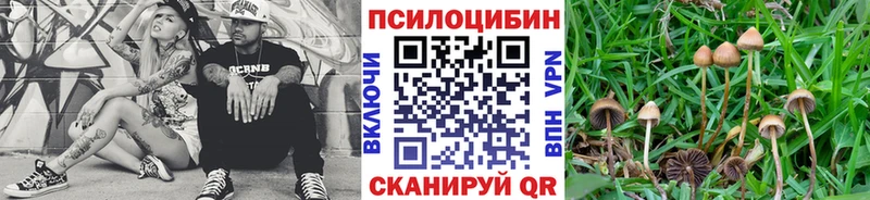 Псилоцибиновые грибы Psilocybine cubensis  Дегтярск 